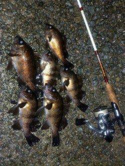 りんくう周辺で良型メバル♪　今日はグリーンの日でした！