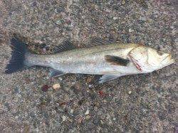 回遊性のシーバスの引きを味わえました！