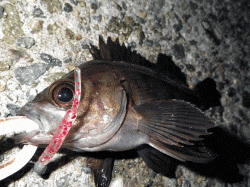 風が弱く、月も暗くメバリングには絶好の日