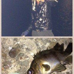 気温2度の中8時間粘っての釣果、メバルはプラグで！