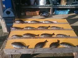 萩尾の磯でオキアミフカセ釣り　グレ良く釣れ…