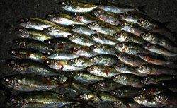 舞島周辺でアジング、潮の変化を探してナイスな釣果♪