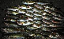 舞島周辺でアジング、潮の変化を探してナイス…