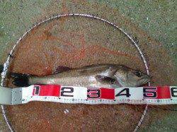 西宮浜のエビ撒き釣りでハネ&セイゴ