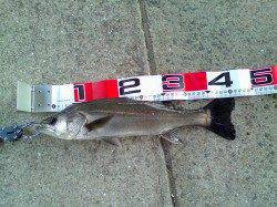 エビ撒きハネ釣り 感度の良いウキで前アタリを見逃さないで