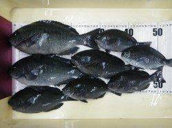 新年1発目のフカセ釣りでグレ8尾☆