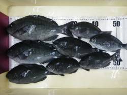 新年1発目のフカセ釣りでグレ8尾☆