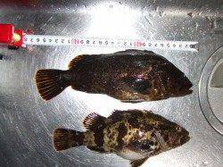 南芦屋浜で初ガシリングにチャレンジ