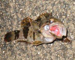 中層付近いい感じの流れの中でメバルがヒット♪