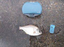 【撒き餌に子メバル群がるのが見えました】今後に期待