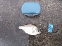 【撒き餌に子メバル群がるのが見えました】今…