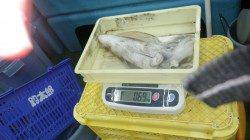 安指の地磯でアジの泳がせ　アジ全部にアタリ有り！