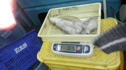 安指の地磯でアジの泳がせ　アジ全部にアタリ…