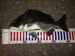 岸壁ジギングでチヌ41㎝がヒット☆