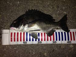 岸壁ジギングでチヌ41㎝がヒット☆