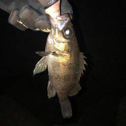 飾磨周辺でのメバリング釣果