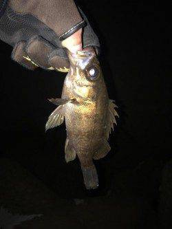 飾磨周辺でのメバリング釣果