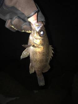 飾磨周辺でのメバリング釣果