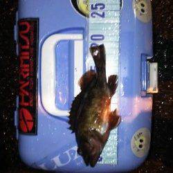 やっぱり釣りは癒されます！ 風雨の中ガシラがヒット