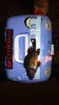 やっぱり釣りは癒されます！ 風雨の中ガシラ…