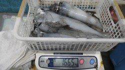 元島にてヤエン好調、キロUPのアオリイカ♪