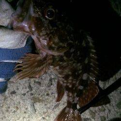 妻鹿でのロックフィッシュ狙い