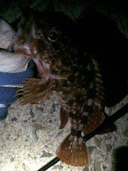 妻鹿でのロックフィッシュ狙い