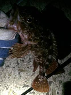 妻鹿でのロックフィッシュ狙い