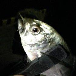 田辺河口周辺でキャロをメインにアジング釣行