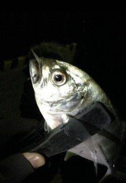 田辺河口周辺でキャロをメインにアジング釣行