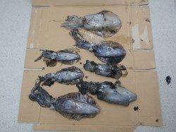 富田地磯エギングでアオリイカ2人で7ハイ計4760g♪