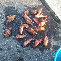 大蔵海岸のエビ撒き釣りでガシラ18匹