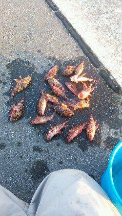 大蔵海岸のエビ撒き釣りでガシラ18匹