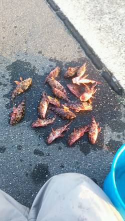 大蔵海岸のエビ撒き釣りでガシラ18匹