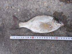 本荘人工島、ウミタナゴが20cm位のサイズが上がり楽しめました