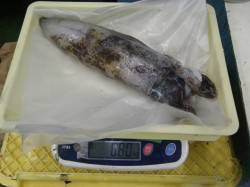 椿にてヤエン釣り アオリイカ800gを筆頭…