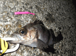 寒波の連続で寒さが厳しい中メバリングに行きました