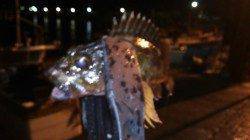 やっぱり釣りは癒されます！ 風雨の中ガシラがヒット