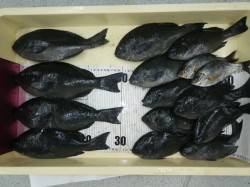 水温高い勝浦でグレとウミタナゴの釣果