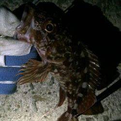 妻鹿でのロックフィッシュ狙い