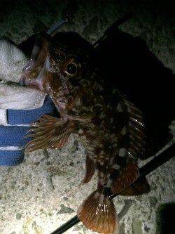 妻鹿でのロックフィッシュ狙い