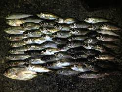 田辺河口周辺でキャロをメインにアジング釣行…