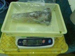 白浜・千畳敷のエギング釣果