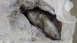 すさみ地磯のエギングでアオリイカ1.4kg・1.2kg