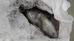 すさみ地磯のエギングでアオリイカ1.4kg…