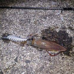 和歌山串本にて朝マズメのイカ・メバル・ガシラ 狙いの釣行