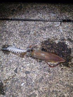 和歌山串本にて朝マズメのイカ・メバル・ガシラ 狙いの釣行