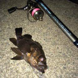 仕事帰りにメバリングへレッツゴー！