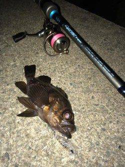 仕事帰りにメバリングへレッツゴー！