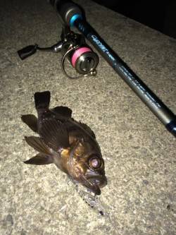 仕事帰りにメバリングへレッツゴー！